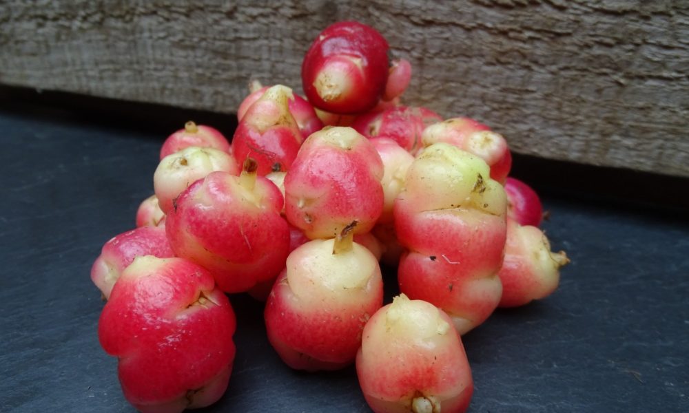 Oca du Pérou : origine, bienfaits et recettes