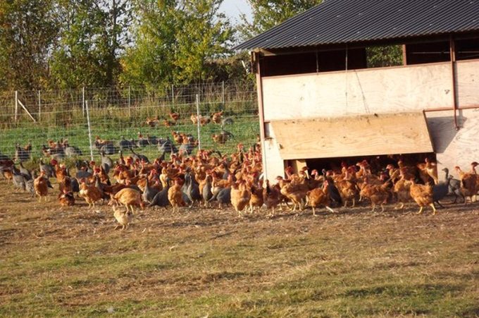 Élevage de plein air de 4000 poules