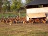 Élevage de plein air de 4000 poules