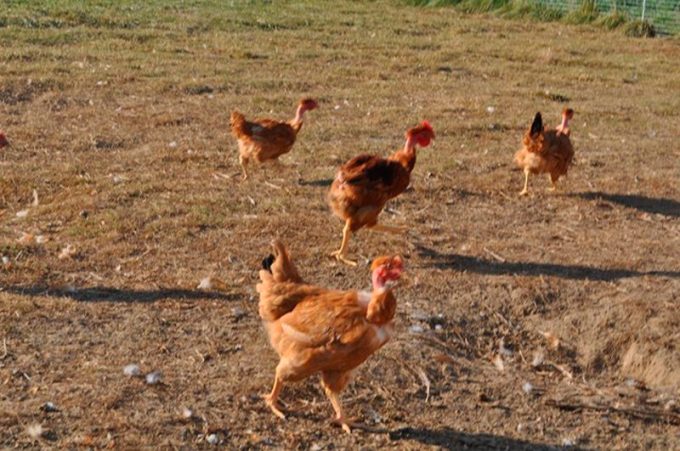 Poules de la Ferme de l'Aulne