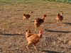 Poules de la Ferme de l'Aulne