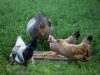 Les poules et oies du jardin sauvage