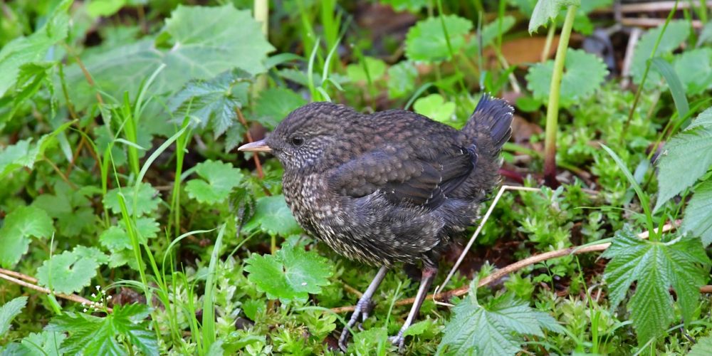Quel est l&rsquo;impact de l&rsquo;agriculture sur la biodiversité et les écosystèmes ?