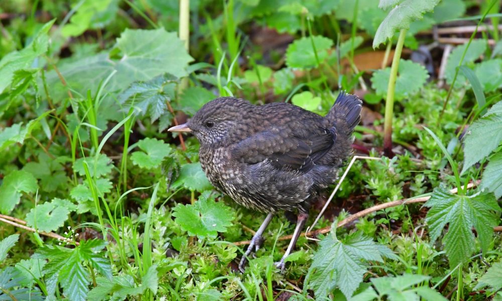 Quel est l&rsquo;impact de l&rsquo;agriculture sur la biodiversité et les écosystèmes ?