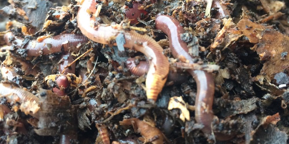 Organic Worms : Un élevage de vers de terre 100% Breton