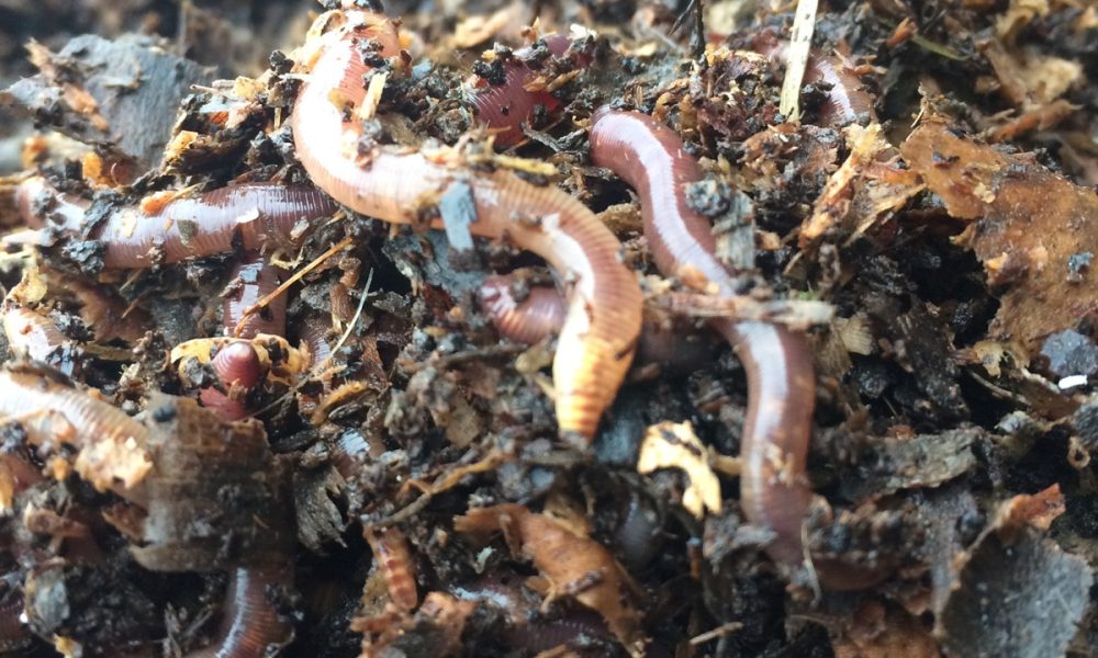 Organic Worms : Un élevage de vers de terre 100% Breton