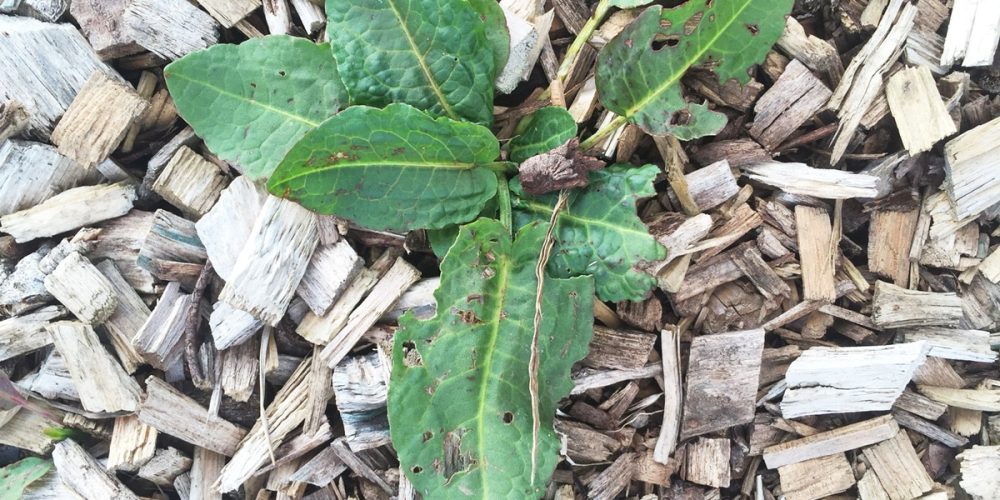 Le rumex, plante sauvage, est-il comestible ? Bienfaits et infos