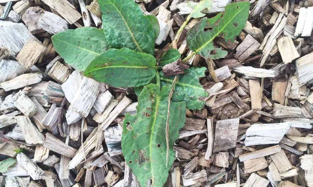 Le rumex, plante sauvage, est-il comestible ? Bienfaits et infos