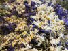 Ouche Bretonne - fleurs séchées pour tisanes