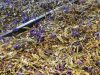 Ouche Bretonne - plantes sèches tisanes