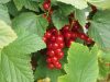 Ouche Bretonne - petits fruits rouges
