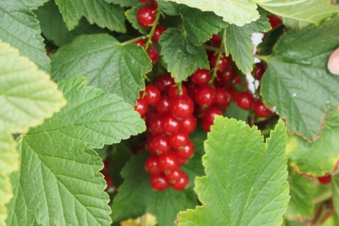 Ouche Bretonne - petits fruits rouges