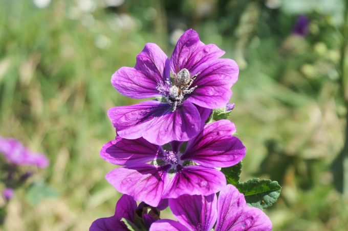 Ouche Bretonne - fleurs 