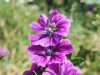 Ouche Bretonne - fleurs 