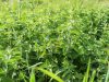 Ouche Bretonne - origan