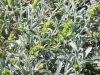 Ouche Bretonne - sauge