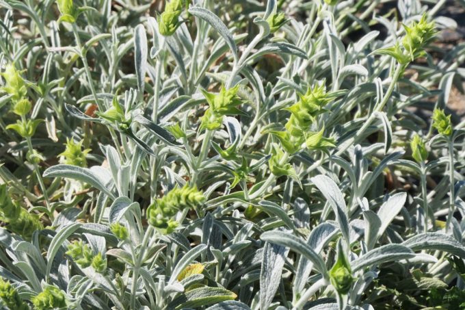 Ouche Bretonne - sauge