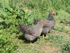 Ouche Bretonne - poules libres
