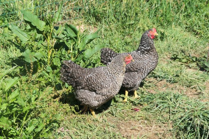 Ouche Bretonne - poules libres
