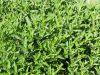 Ouche Bretonne - menthe