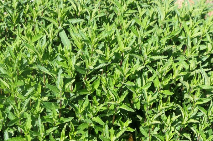 Ouche Bretonne - menthe