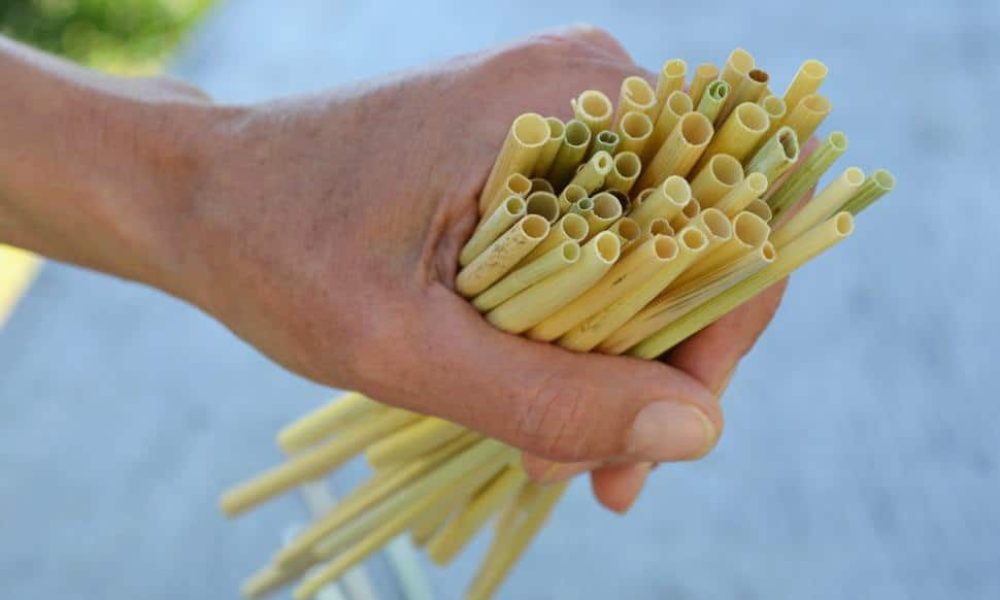 Des pailles 100% biodégradables et 100% bretonnes !