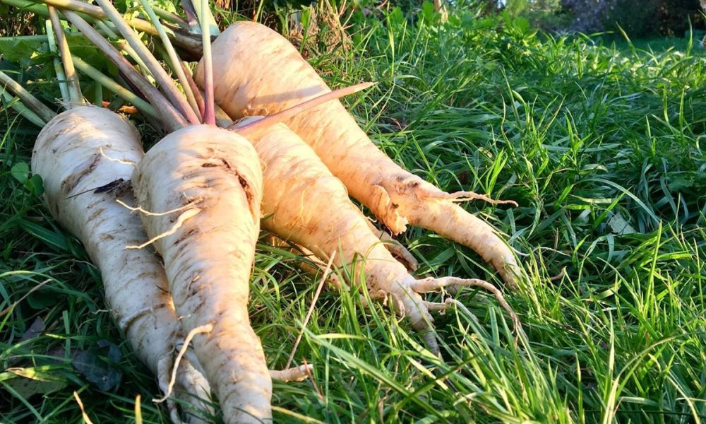 Le Panais : origine, histoire, bienfaits… On vous dit tout !