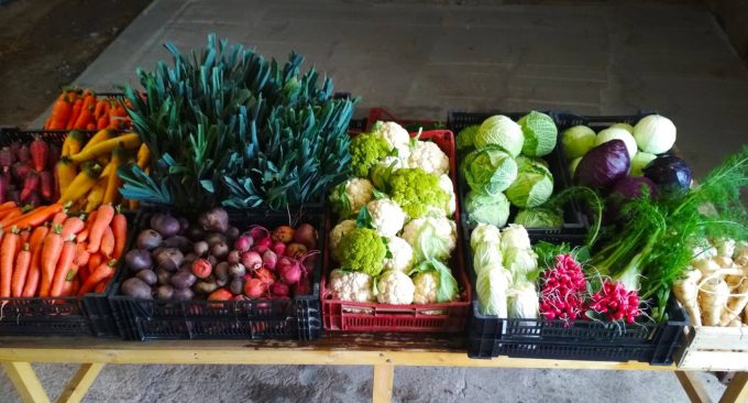 Paniers de légumes à volonté