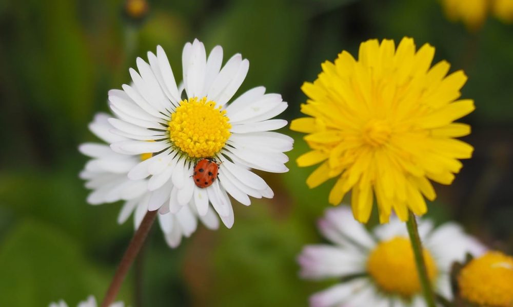 Les « mauvaises herbes » (adventices) : des alliées pour votre jardin !