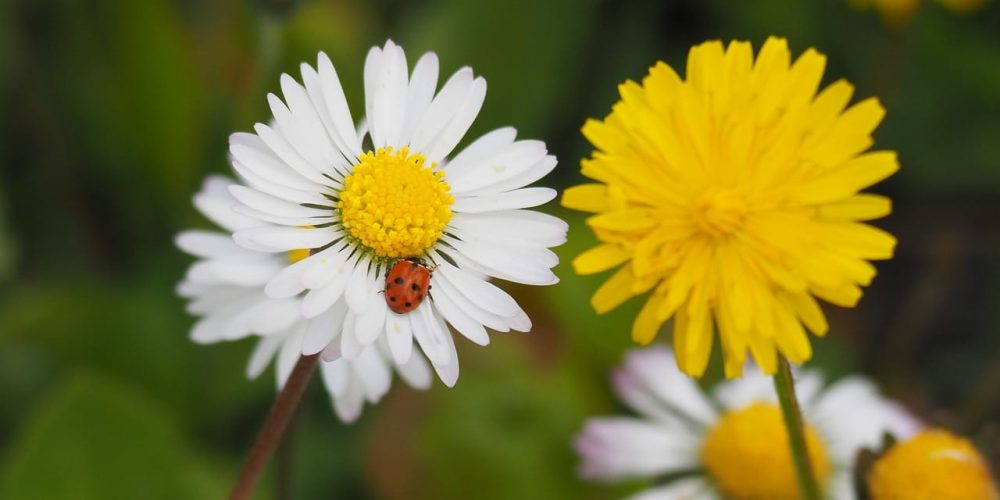 Les « mauvaises herbes » (adventices) : des alliées pour votre jardin !