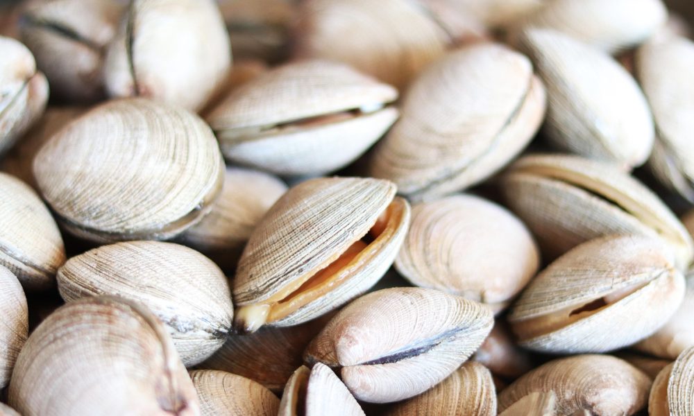 Palourde : saison, pêche à pied, bienfaits et recettes