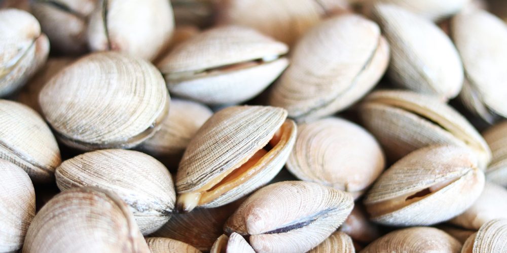 Palourde : saison, pêche à pied, bienfaits et recettes