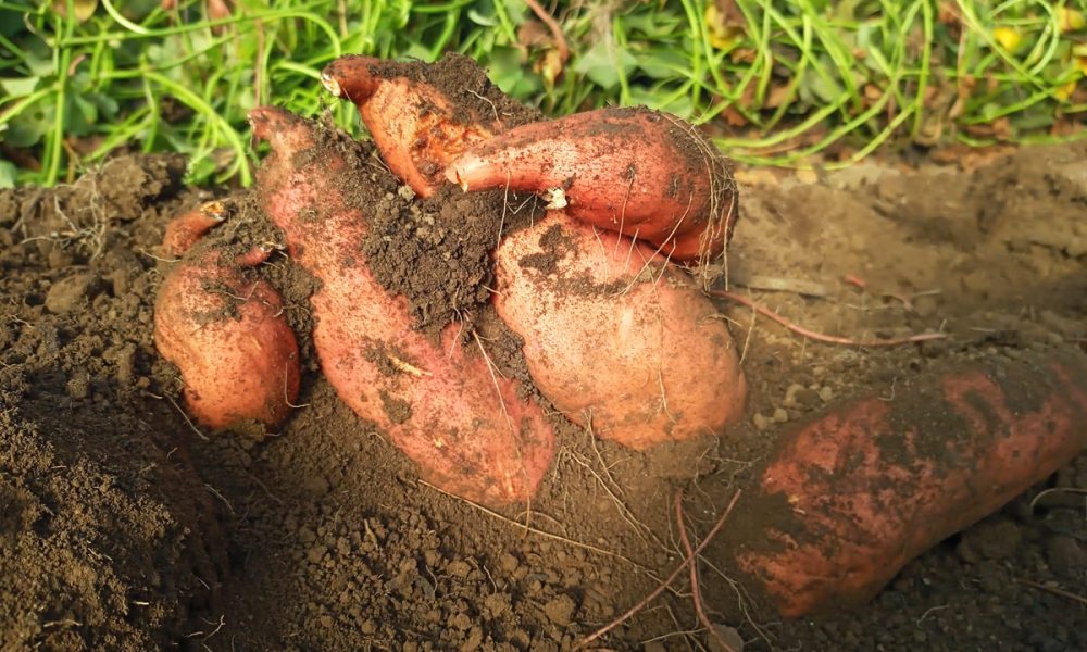Patate Douce : Origine, Saison, Bienfaits… et 10 idées recettes