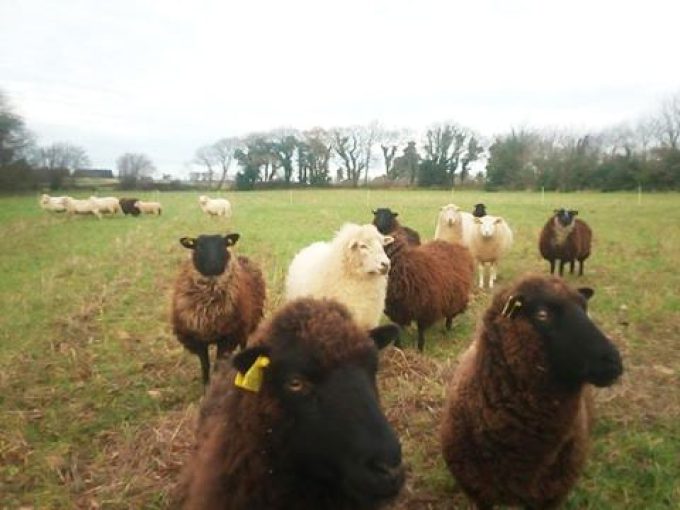Elevage de moutons BIO en Cornouaille