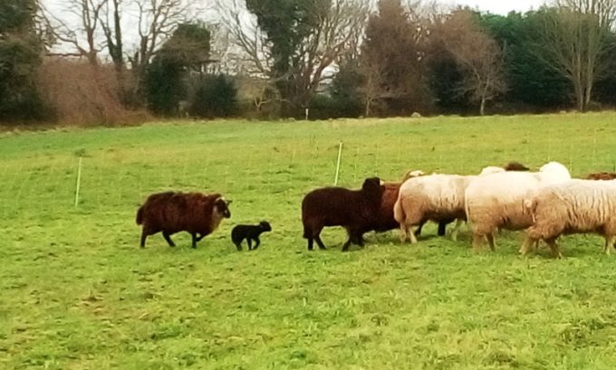 Moutons Landes de Bretagne