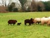 Moutons Landes de Bretagne