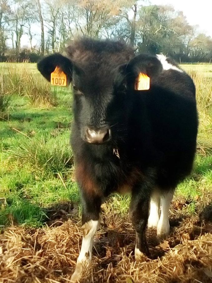 Vache Pie Noir