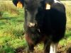 Vache Pie Noir