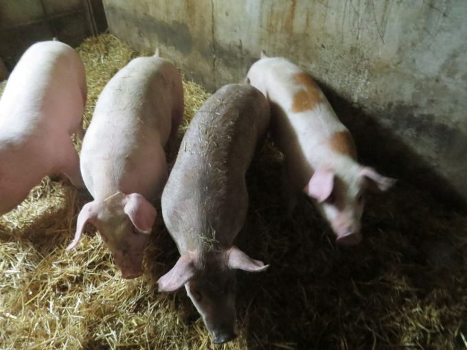 Cochons sur paille