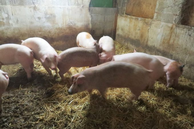 Cochons élevé sur paille