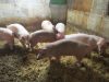 Cochons élevé sur paille