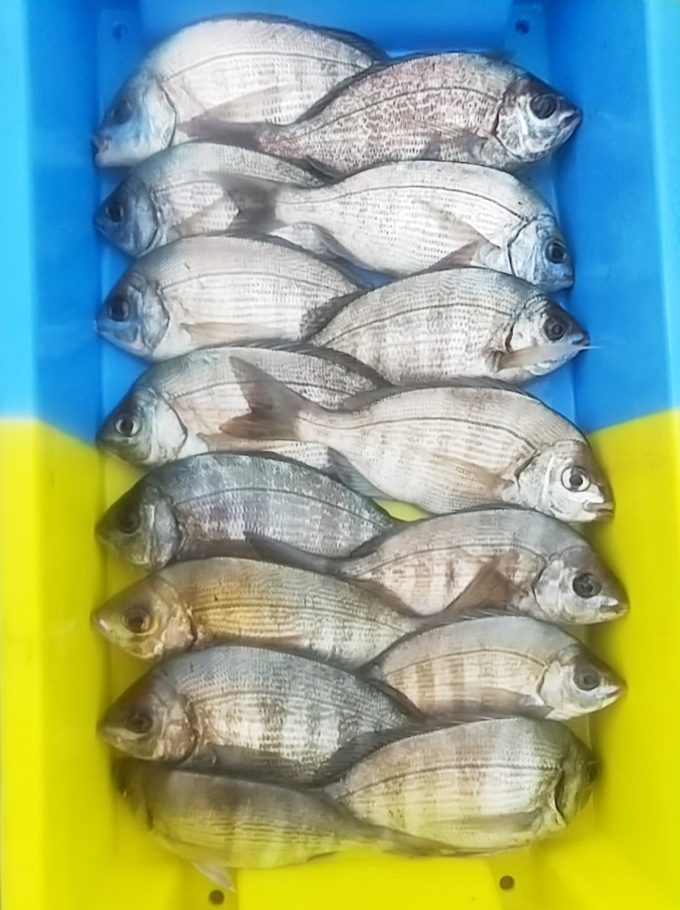 Pêche fraîche du jour