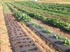 Salades