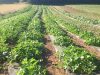 Fraises