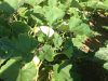 Courges à foison !