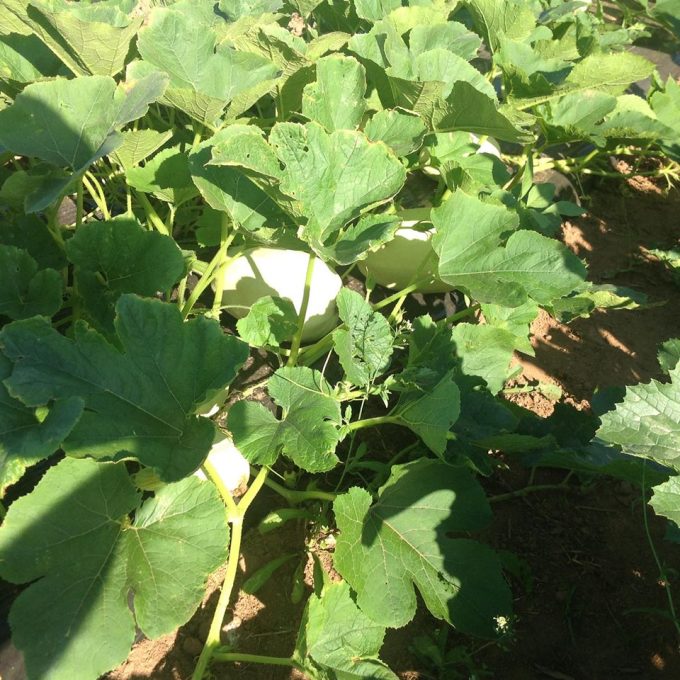 Courges à foison !