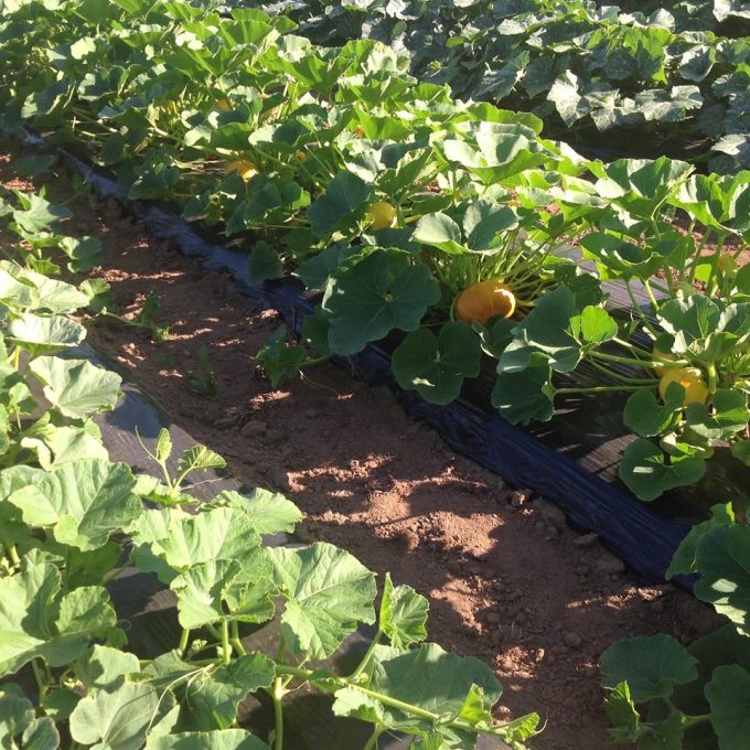 Courges
