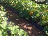Courges