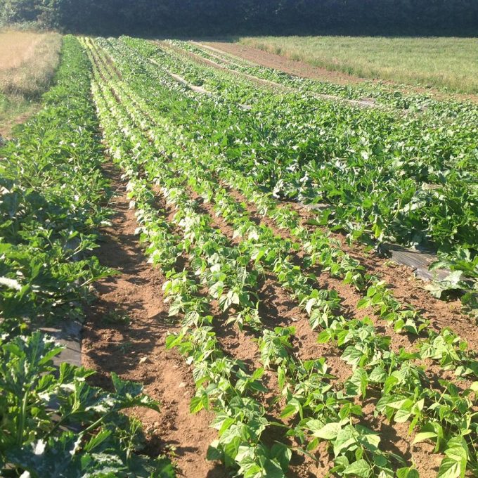Haricots