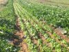 Haricots